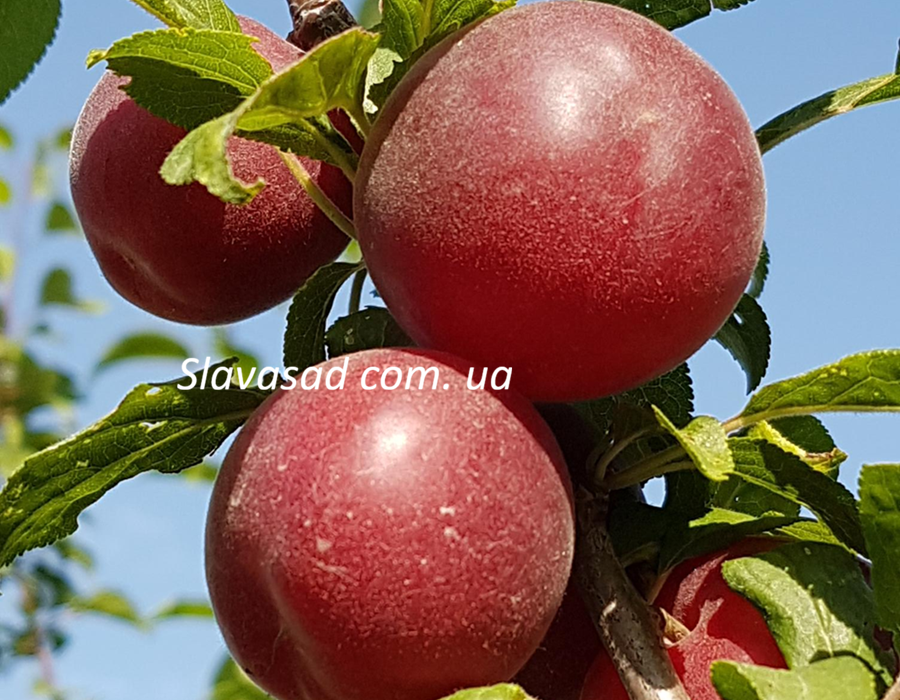 Бірікокколо Нострано (Biricoccolo Nostrano) (жердель)